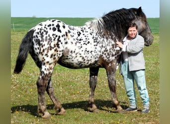 Noriker, Mare, 2 years, 15.2 hh, Leopard-Piebald