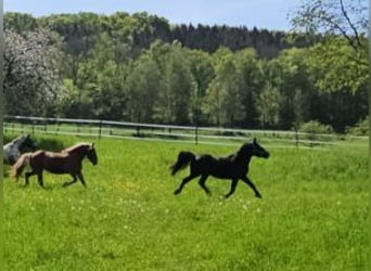 Noriker, Stute, 2 Jahre, 16,1 hh, Rappe