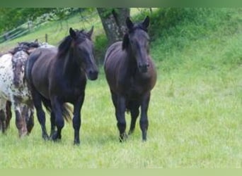 Noriker, Mare, 2 years, 16,1 hh, Black