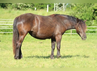 Noriker, Mare, 2 years, 16 hh, Black