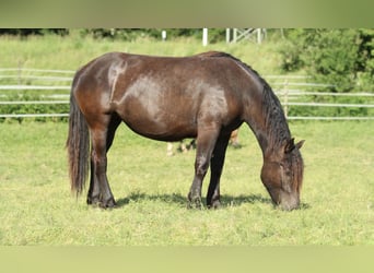 Noriker, Mare, 2 years, 16 hh, Black