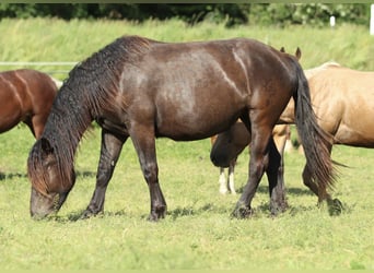 Noriker, Mare, 2 years, 16 hh, Black