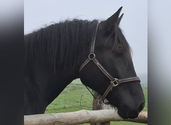 Noriker, Mare, 2 years, 16 hh, Black