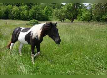 Noriker, Mare, 2 years