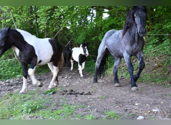 Noriker, Mare, 2 years
