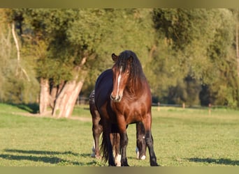 Noriker, Mare, 2 years, Brown