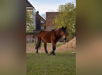 Noriker, Stute, 2 Jahre, Brauner