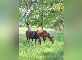 Noriker, Stute, 2 Jahre, Brauner