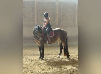 Noriker, Mare, 3 years, 14.2 hh, Brown