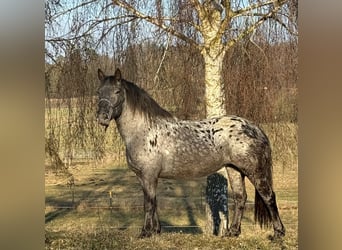 Noriker, Mare, 3 years, 15.1 hh, Leopard-Piebald