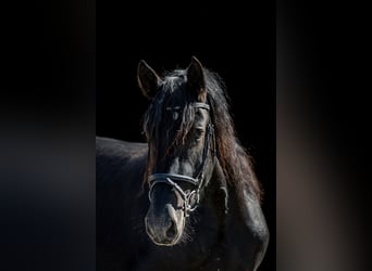 Noriker, Mare, 3 years, 15.2 hh, Black Noriker, Mare, 3 years, 15.2 hh, Black