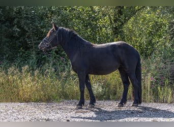 Noriker, Mare, 3 years, 15.2 hh, Black Noriker, Mare, 3 years, 15.2 hh, Black