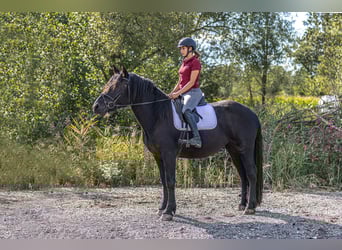 Noriker, Mare, 3 years, 15.2 hh, Black Noriker, Mare, 3 years, 15.2 hh, Black
