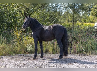 Noriker, Mare, 3 years, 15.2 hh, Black Noriker, Mare, 3 years, 15.2 hh, Black