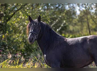 Noriker, Mare, 3 years, 15.2 hh, Black Noriker, Mare, 3 years, 15.2 hh, Black