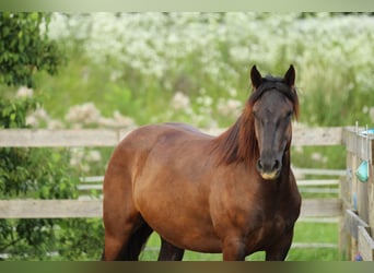 Noriker, Mare, 3 years, 15,2 hh, Black