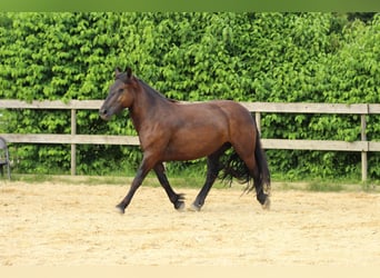 Noriker, Stute, 3 Jahre, 15,2 hh, Rappe