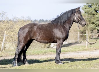 Noriker, Mare, 3 years, 15.2 hh, Black