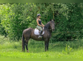 Noriker, Mare, 3 years, 15.2 hh, Black
