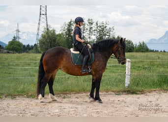 Noriker, Mare, 3 years, 15.2 hh, Brown