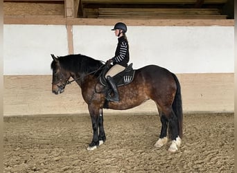 Noriker, Mare, 3 years, 15.2 hh, Brown