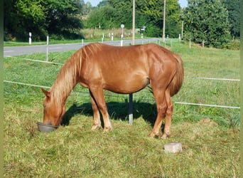 Noriker, Mare, 3 years, 15,2 hh, Brown