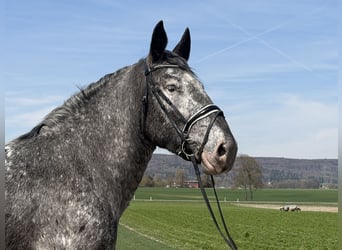 Noriker, Mare, 3 years, 15.2 hh, Leopard-Piebald