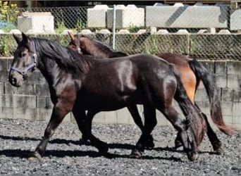 Noriker, Mare, 3 years, 15 hh, Black