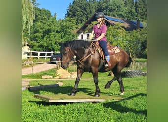 Noriker, Mare, 3 years, 15 hh, Black