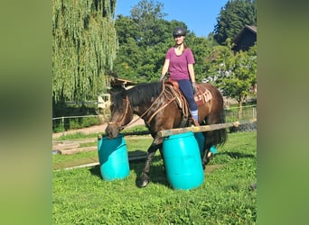 Noriker, Mare, 3 years, 15 hh, Black