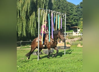Noriker, Mare, 3 years, 15 hh, Black