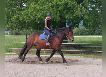 Noriker, Mare, 3 years, 15 hh, Brown