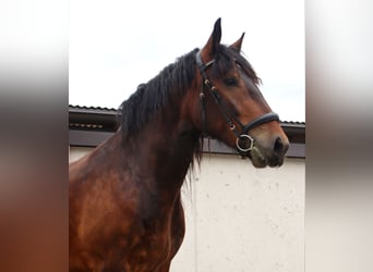 Noriker, Mare, 3 years, 15 hh, Brown