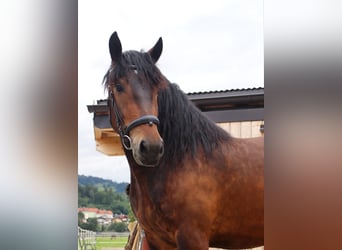 Noriker, Mare, 3 years, 15 hh, Brown