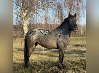 Noriker, Mare, 3 years, 15,1 hh, Leopard-Piebald