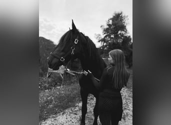 Noriker, Mare, 3 years, 15,2 hh, Black