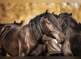 Noriker, Mare, 3 years, 15,2 hh, Black
