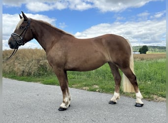Noriker, Mare, 3 years, 15,2 hh, Chestnut-Red