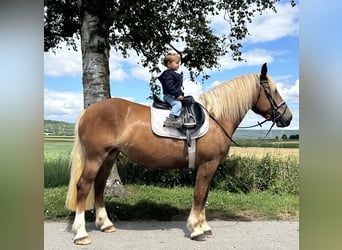 Noriker, Mare, 3 years, 15,2 hh, Chestnut-Red