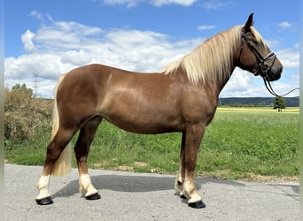 Noriker, Mare, 3 years, 15,2 hh, Chestnut-Red