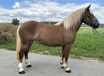 Noriker, Mare, 3 years, 15,2 hh, Chestnut-Red