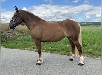 Noriker, Mare, 3 years, 15,2 hh, Chestnut-Red