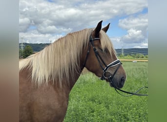 Noriker, Mare, 3 years, 15,2 hh, Chestnut-Red