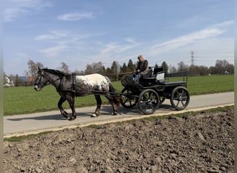Noriker, Mare, 3 years, 15,2 hh, Leopard-Piebald