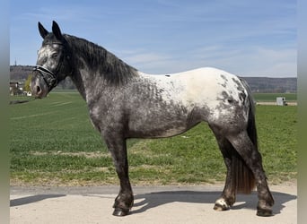 Noriker, Mare, 3 years, 15,2 hh, Leopard-Piebald