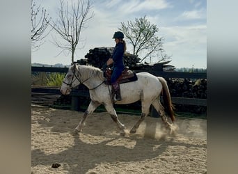 Noriker, Mare, 3 years, 15,2 hh, Leopard-Piebald