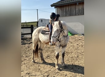 Noriker, Mare, 3 years, 15,2 hh, Leopard-Piebald