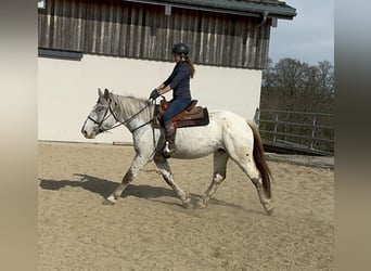 Noriker, Mare, 3 years, 15,2 hh, Leopard-Piebald