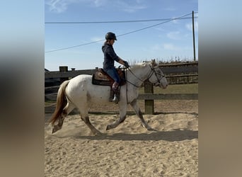 Noriker, Mare, 3 years, 15,2 hh, Leopard-Piebald
