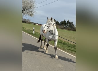 Noriker, Mare, 3 years, 15,2 hh, Leopard-Piebald